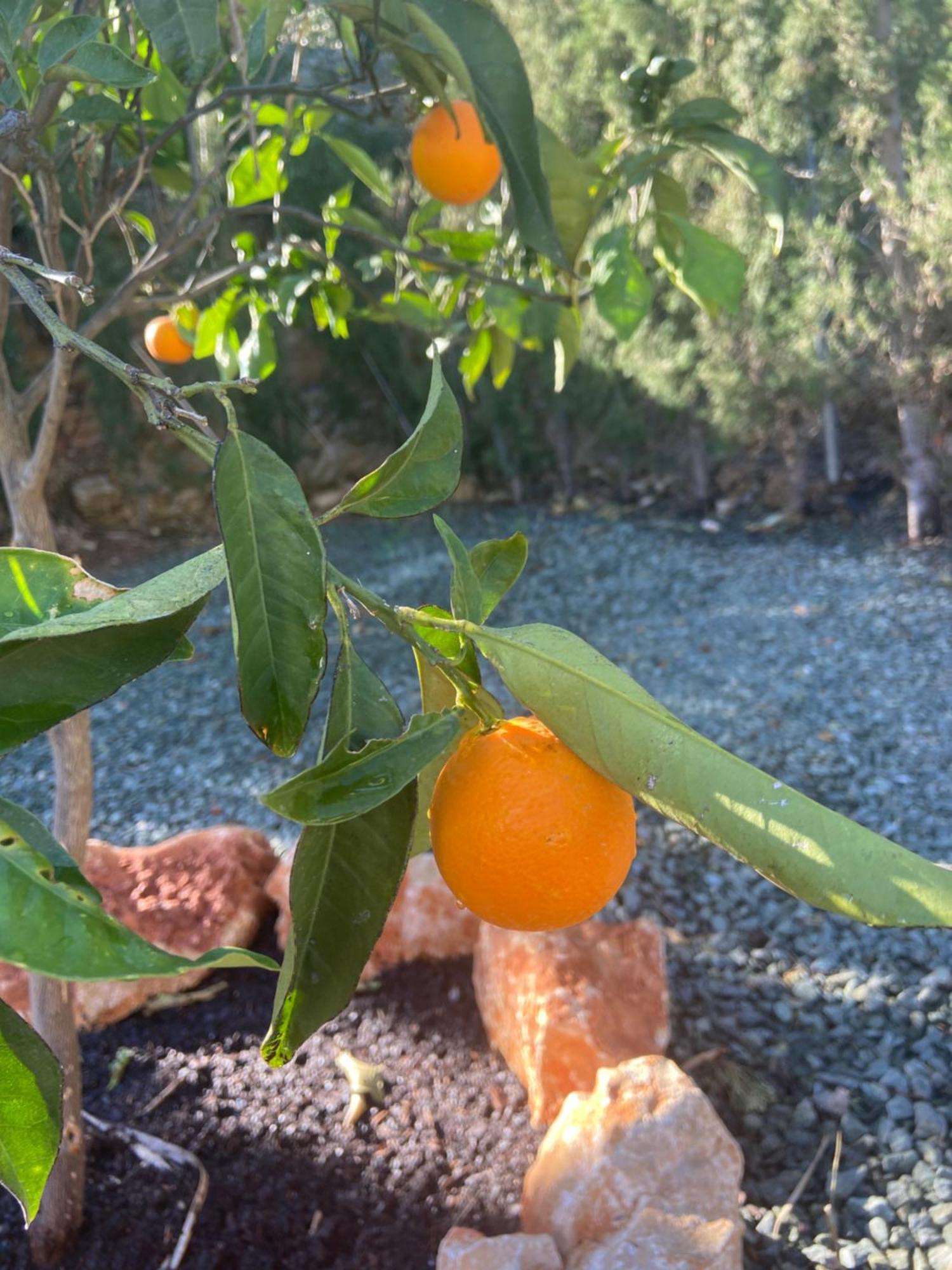 Casa Avellana Villa Denia Dış mekan fotoğraf